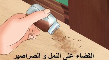 مكافحة النمل و الصراصير