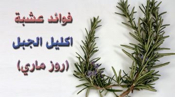 فوائد الروز ماري