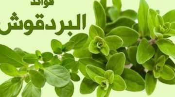 فوائد البردقوش