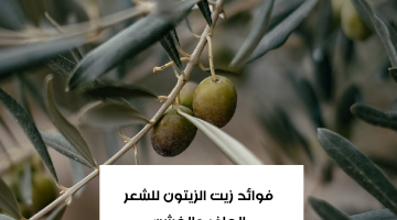 فوائد زيت الزيتون للشعر الجاف والخشن