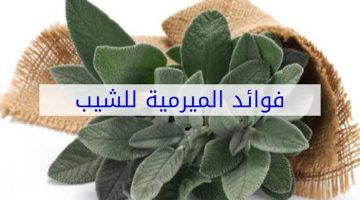 استخدام الميرمية في علاج الشيب