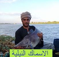 الأسماك النيلية كثيرة ومتنوعة ... تعرف على أنواع السمك النيلي في مصر
