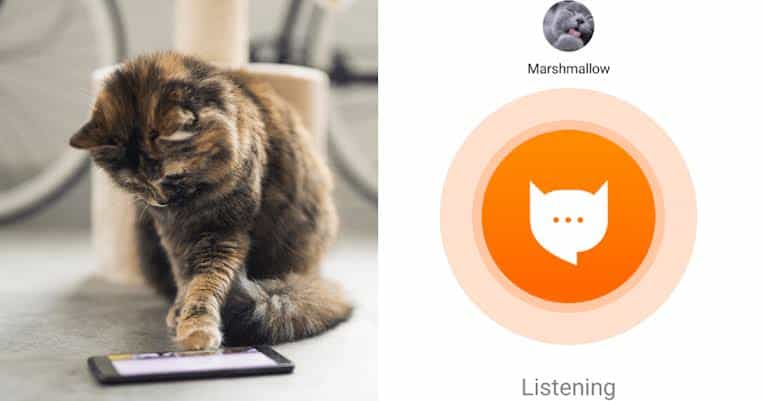تطبيق لترجمة مواء القطط