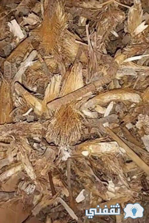 فوائد عشبة رجل الأسد الصحية وأهم فوائدها المميزة بالنسبة للنساء ثقفني