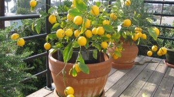 طريقة زراعة الليمون بالمنزل