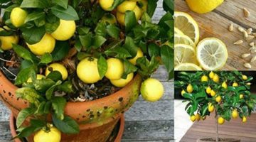 طريقة زراعة الليمون في البيت