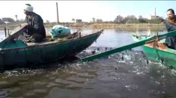 السمك صيادون يؤكدون انخفاض أسعار الأسماك وسمك النيل "بقى كله صغير أو بقى كله شر"