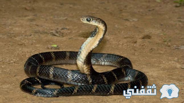 رؤية الثعبان في المنام للمتزوجة