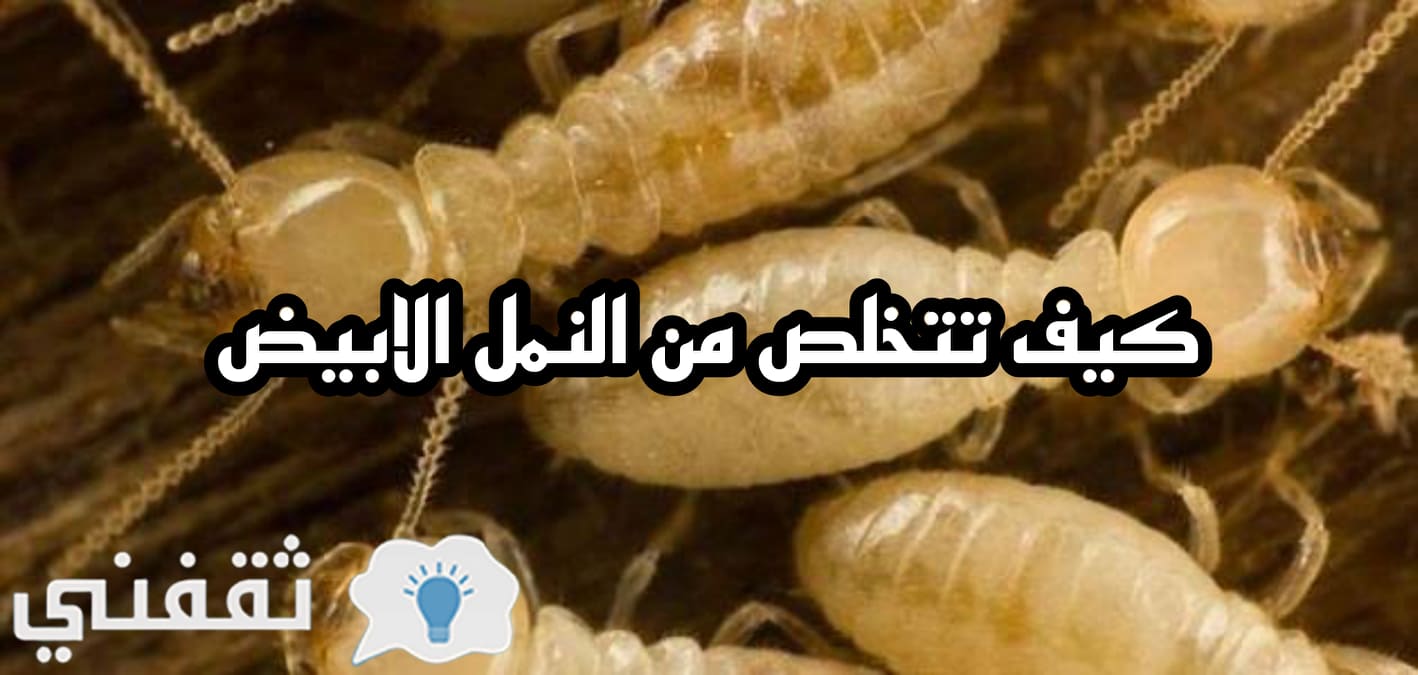 ما هو النمل الأبيض وما فوائدة وأضراره وهل يعد خطرا على الإنسان وكيف التخلص منة