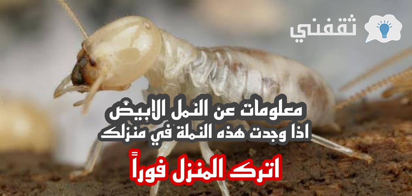 ما هو النمل الأبيض وما فوائدة وأضراره وهل يعد خطرا على الإنسان وكيف التخلص منة