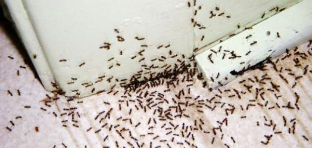 الخلطة السحر للتخلص من النمل في دقيقة واحدة وهيحل مشاكل النمل لابد