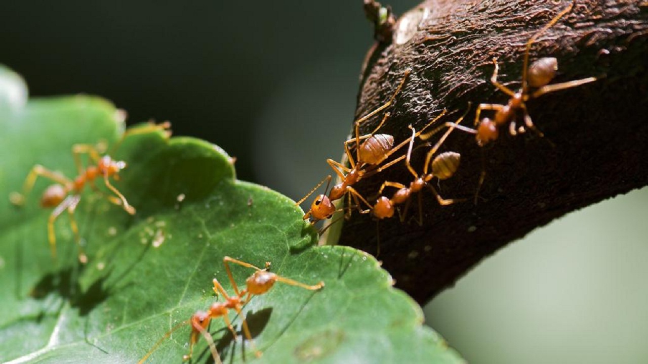 التخلص من النمل بوصفات طبيعية من المنزل