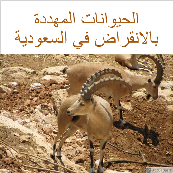 الحيوانات المهددة بالانقراض في السعودية