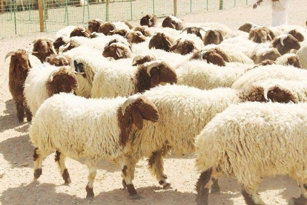 أسعار الأضاحي وخطوات حجز الأضحية في السعودية