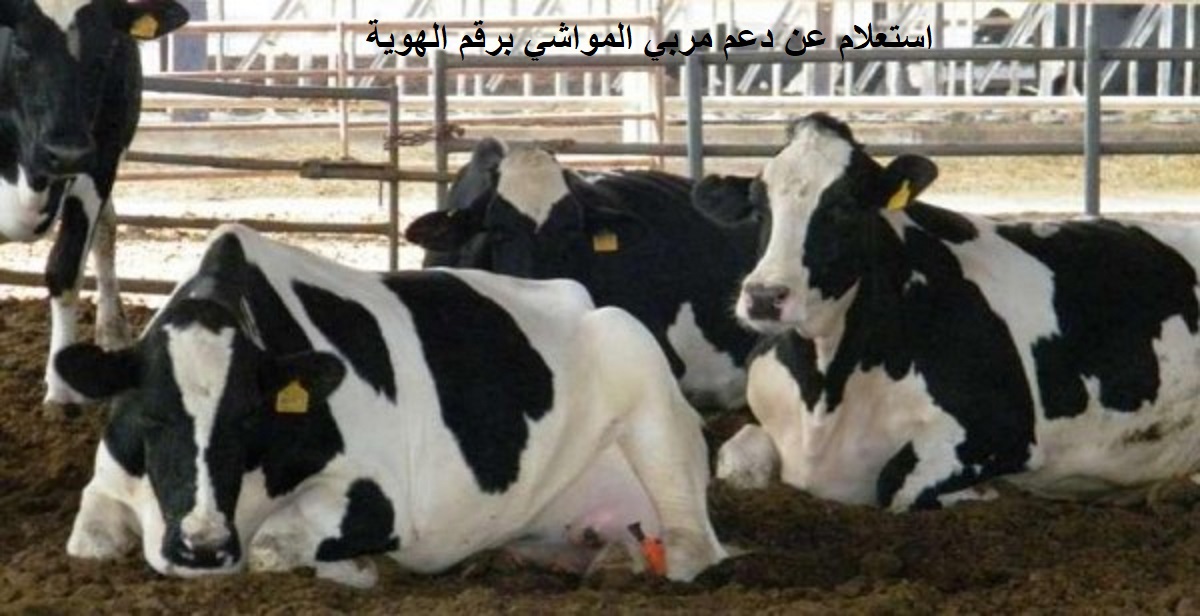 كم مبلغ إعانة مربي المواشي