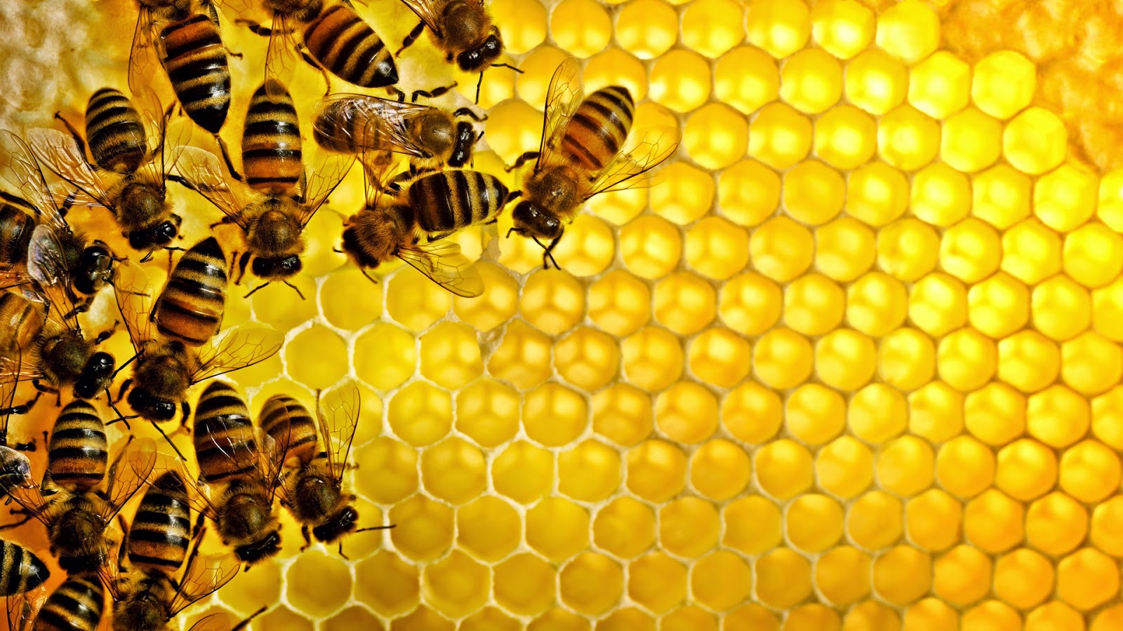 اهم القيم الغذائية وفوائد عسل النحل