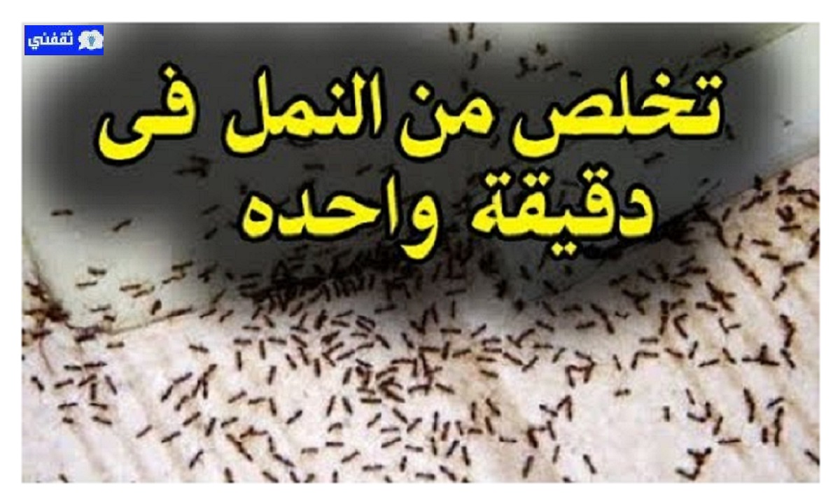 طرد الحشرات بدون مبيدات