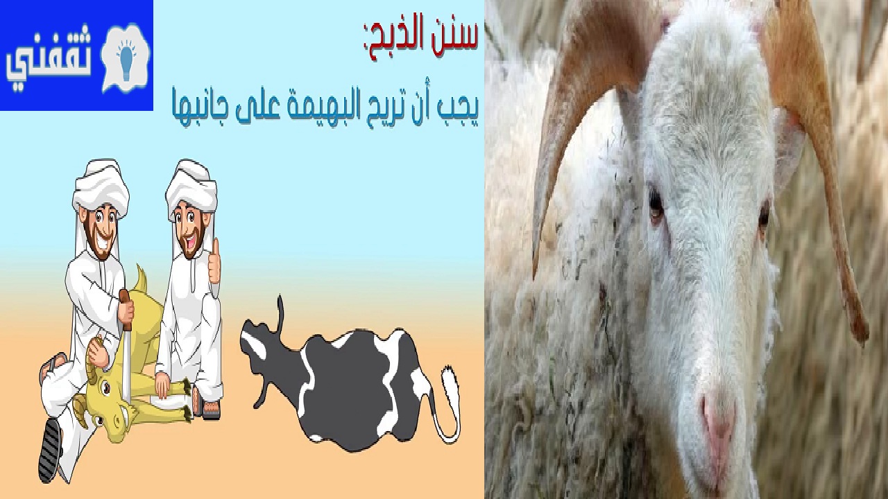 أداب وشروط الأضحية الصحيحة