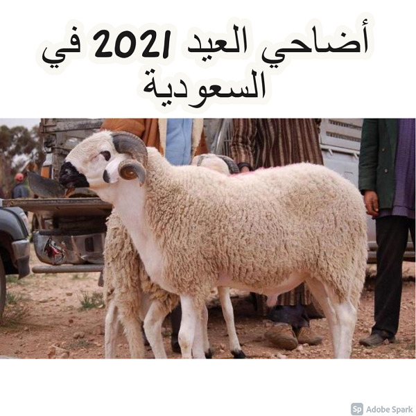 أضاحي العيد 2021 في السعودية