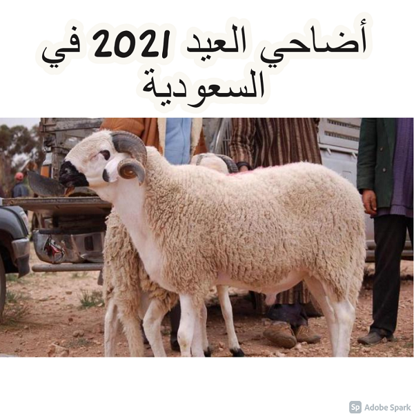 اسعار الاضاحي في عيد الاضحى 2021