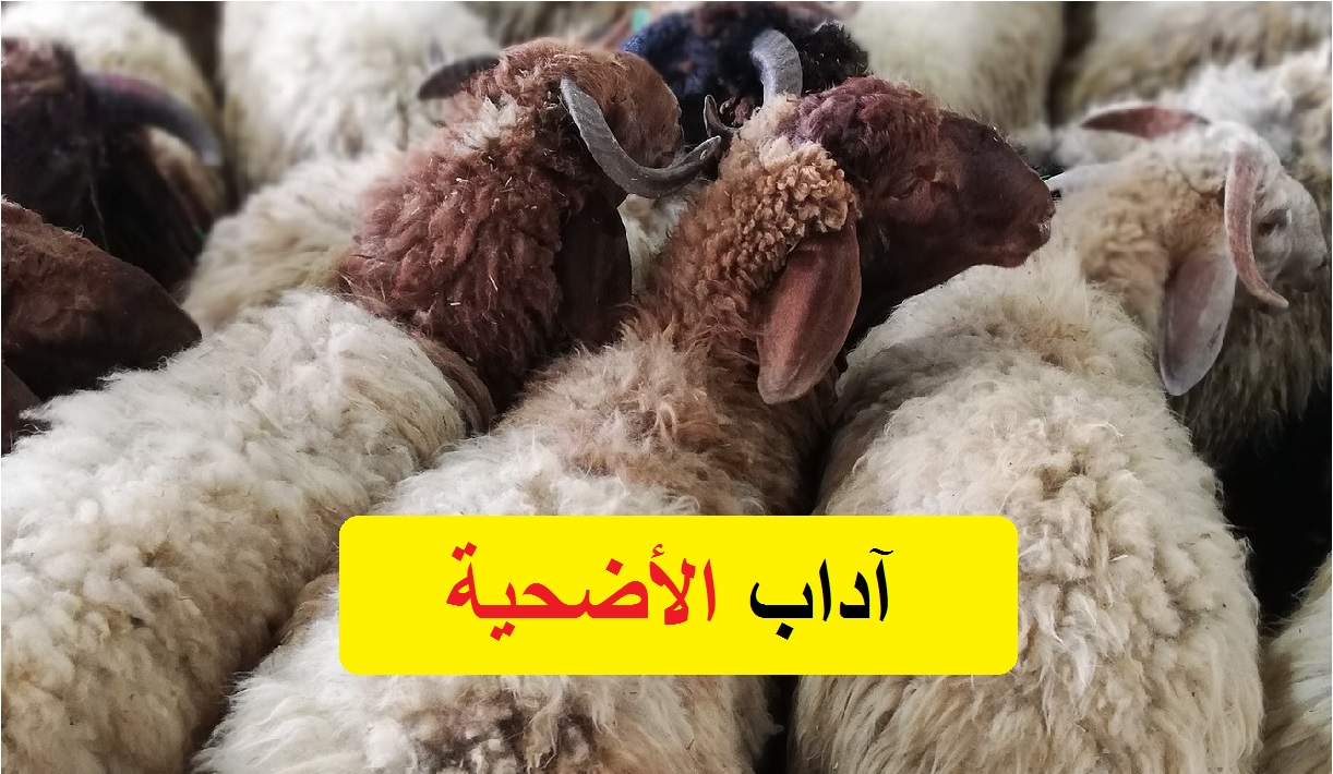 آداب ذبح الأضحية من دار الإفتاء المصرية في عيد الأضحى المبارك 2021