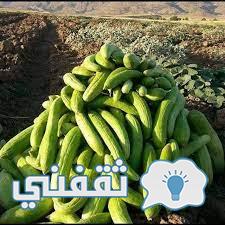 القثاء في القرآن الكريم