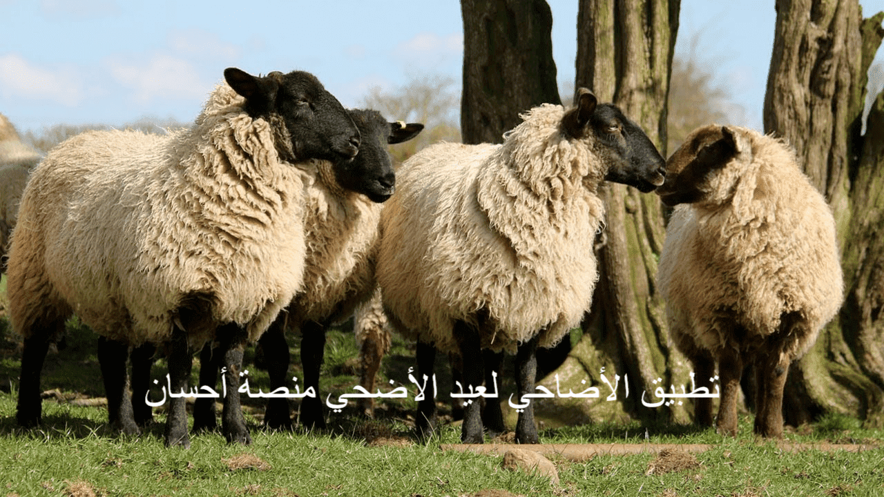 تطبيق الأضاحي لعيد الأضحى