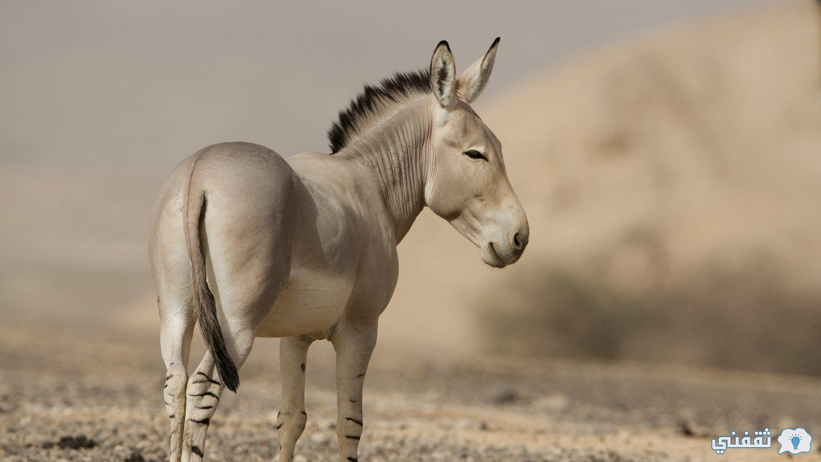 الاسم العلمي لأنثى الحمار