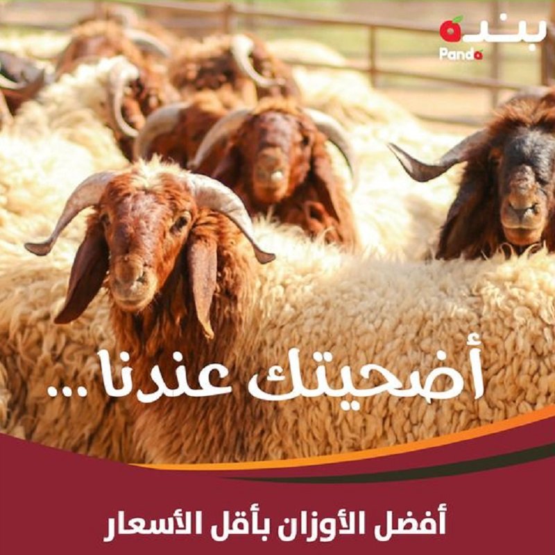 عروض بنده عيد الأضحى