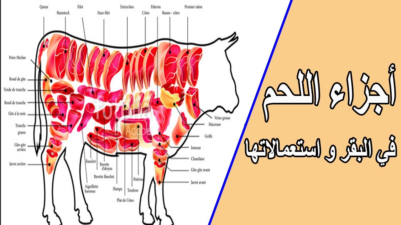 عمل أصناف بقطعيات العجل