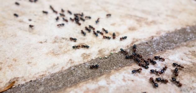 القضاء على النمل نهائياً