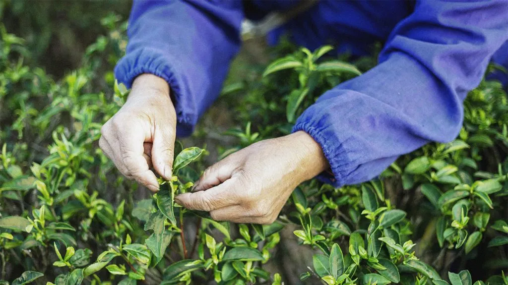 كيفية عمل ماسك الشاي الأخضر للبشرة