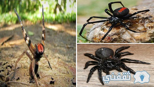 أخطر 6 من انواع العناكب السامة ذات اللدغات المميتة
