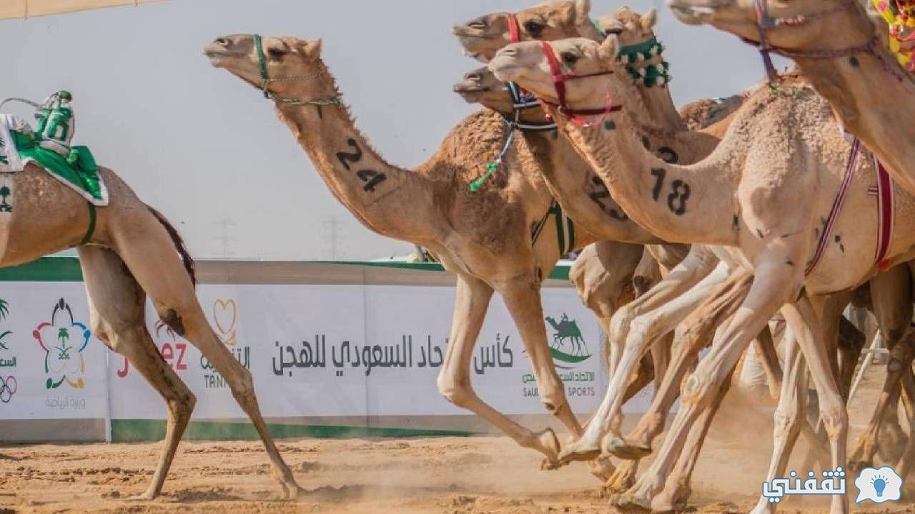 مسابقة الهجن scrf.sa/login رابط تسجيل كأس اللجنة الأولمبية العربية السعودية للهجن