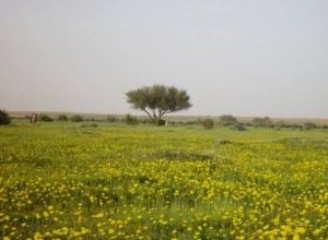 بداية الأمطار والسحب في موسم الوسم