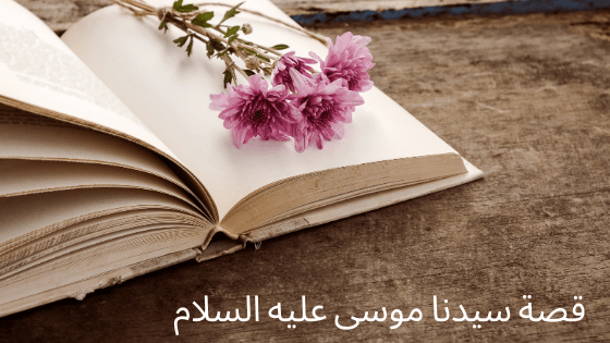 قصة سيدنا موسي مع البقرة الصفراء