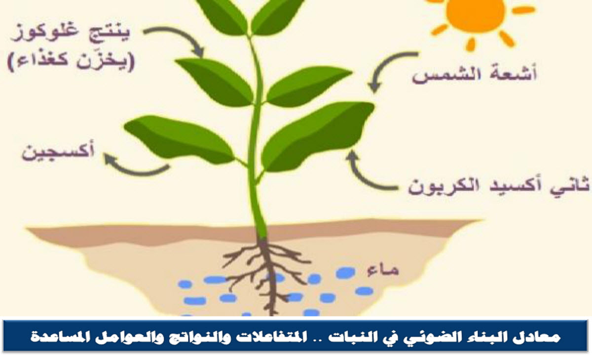 معادل البناء الضوئي