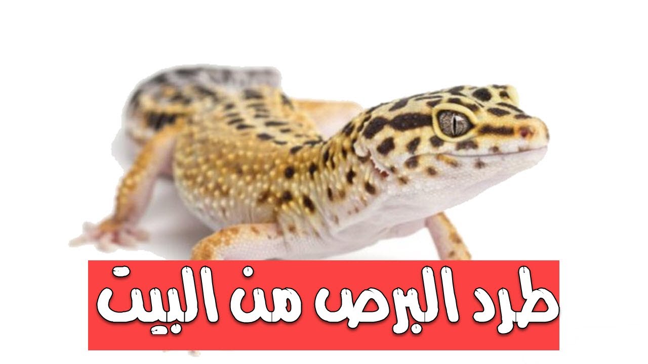 البرص في المنزل