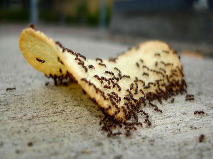  وداعا للنمل ...طرق كثيرة للقضاء على النمل بشكل  نهائي بمواد طبيعية جدا وغير ضارة على صحة عائلتك