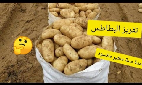 أسرار تخزين البطاطس من السنه للسنه بصورة آمنة بدون تغير في اللون أو الطعم