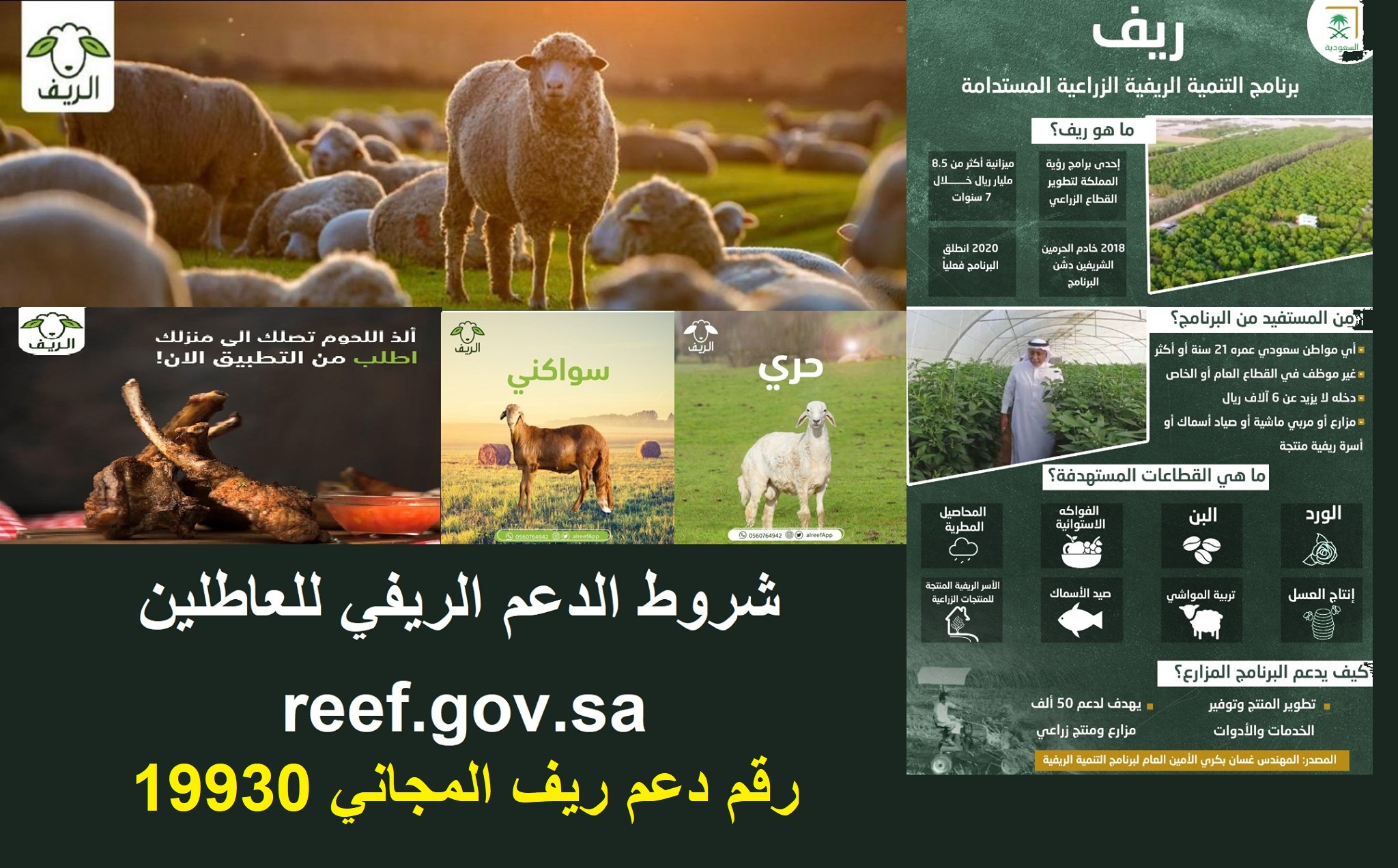 reef.gov.sa رابط وشروط تقديم دعم ريف sdb بوابة أنعام لدعم مربي الماشية mewa.gov.sa