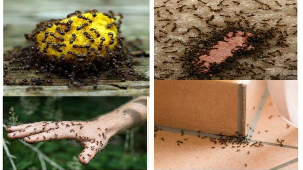 وداعا للنمل ...طرق كثيرة للقضاء على النمل بشكل نهائي بمواد طبيعية جدا وغير ضارة على صحة عائلتك