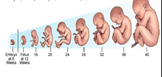 الحمل في الأسبوع الرابع والعشرين 