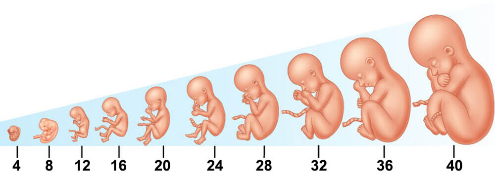 الأسبوع الثلاثين من الحمل أي شهر وأهم التغييرات التي تحدث للام والجنين