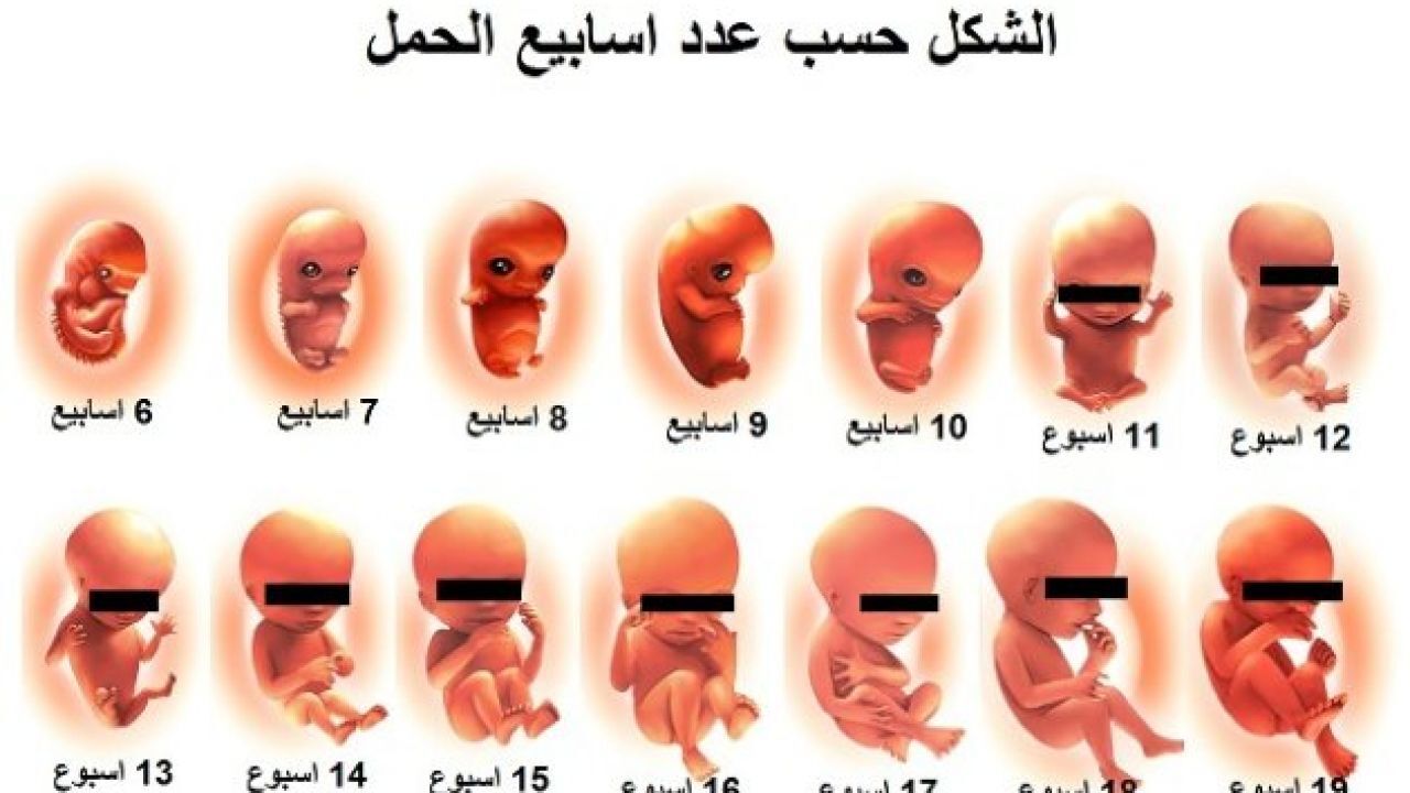 الحمل في الأسبوع السادس والعشرين