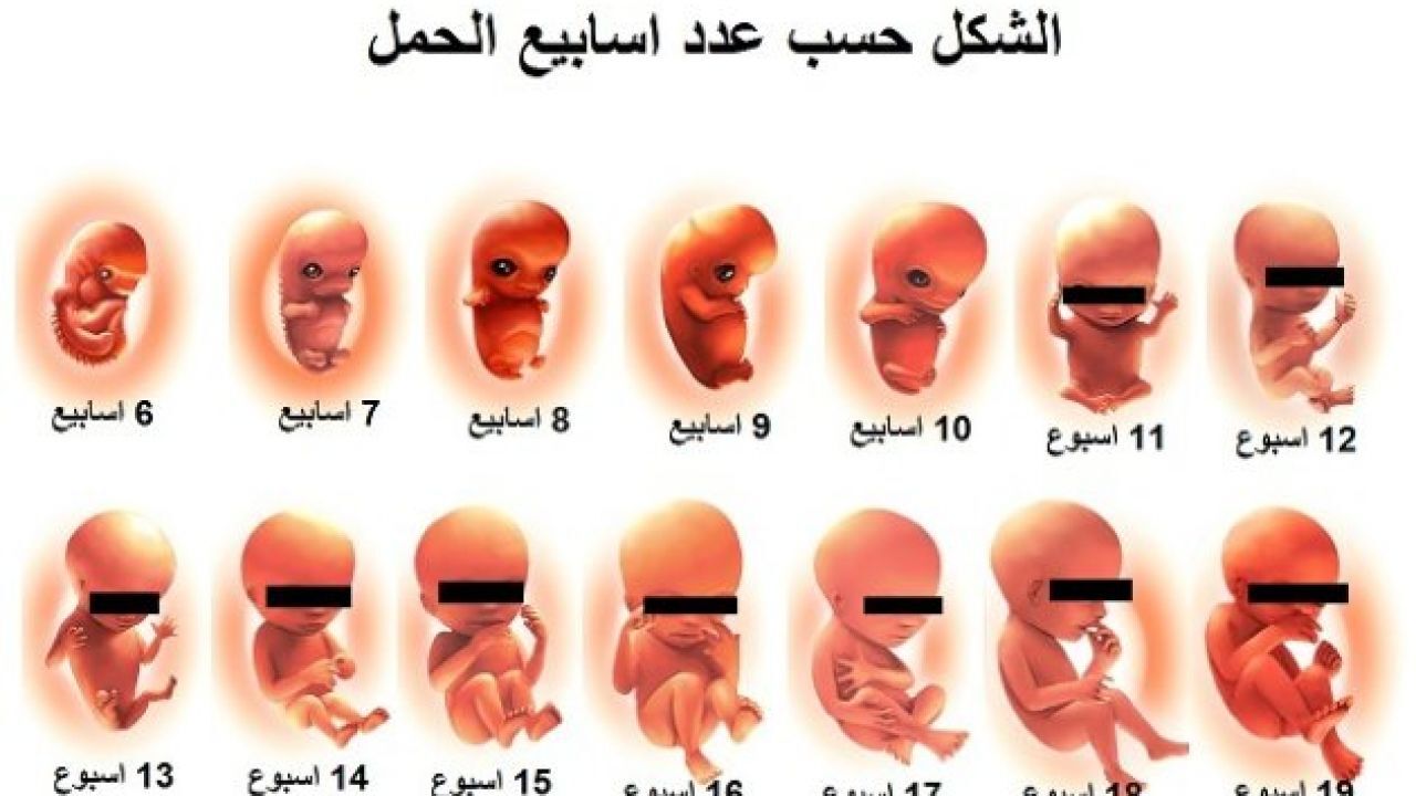 مراحل الحمل بالصور