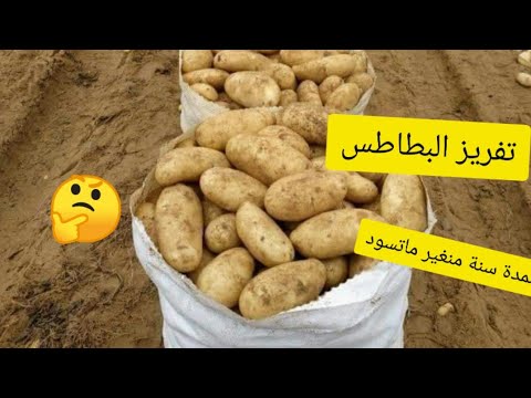 أسرار التجار لتخزين البطاطس من السنة للسنة من غير ما تسود أو يتغير طعمها بطريقة امنة 100%