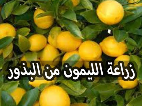 وداعاً لغلاء الأسعار.. طريقة زراعة الليمون من ثمرة ليمون في الثلاجة بخطوات بسيطة