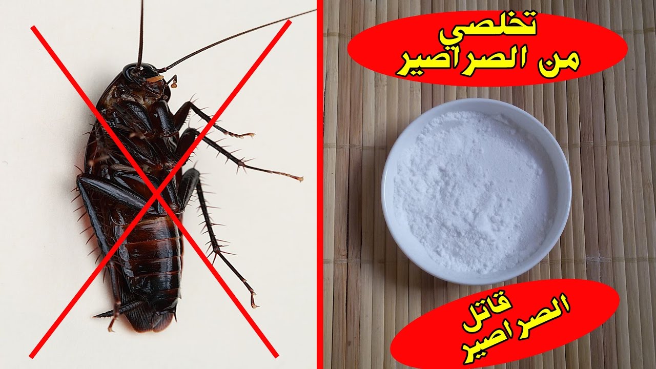 مكون عضوي سحري.. ضعيه في المطبخ للقضاء على الصراصير و النمل بدون استخدام مبيدات كيماوية