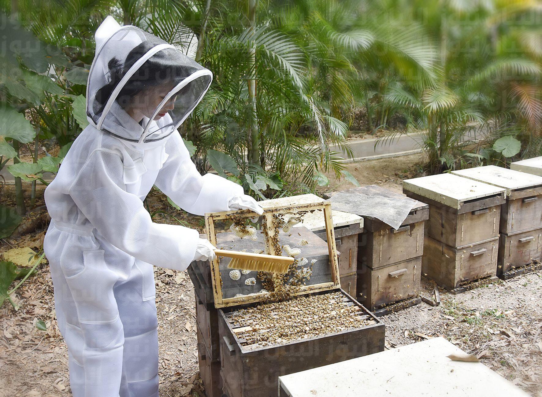 شروط التسجيل في دعم العسل وتربية النحل ١٤٤٣